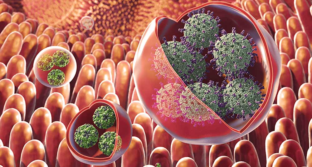 slika-trebusni-virus